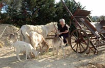 escursioni asini