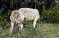 escursioni asini